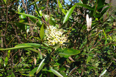 Stenocarpus salignus